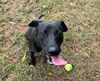 adoptable Dog in Carrollton, GA named Lily