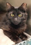 adoptable Cat in Carrollton, GA named Sol