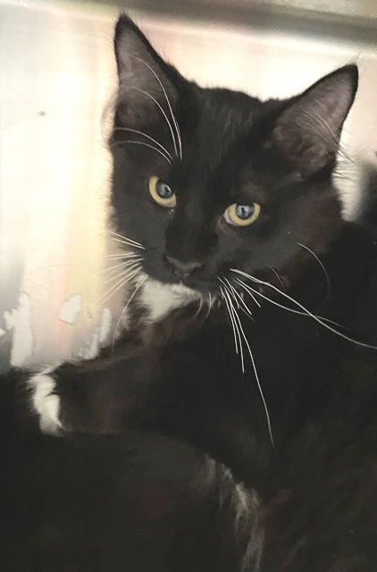 adoptable Cat in Carrollton, GA named Wade