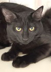 adoptable Cat in Carrollton, GA named Rebel