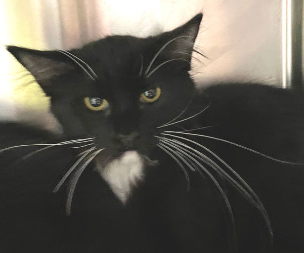 adoptable Cat in Carrollton, GA named F'Nale