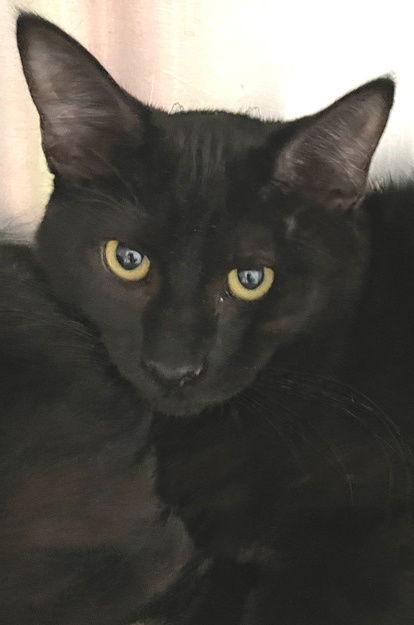 adoptable Cat in Carrollton, GA named Ogden