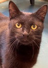 adoptable Cat in Carrollton, GA named Casey Kaufhold