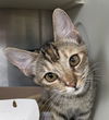 adoptable Cat in  named Rowena