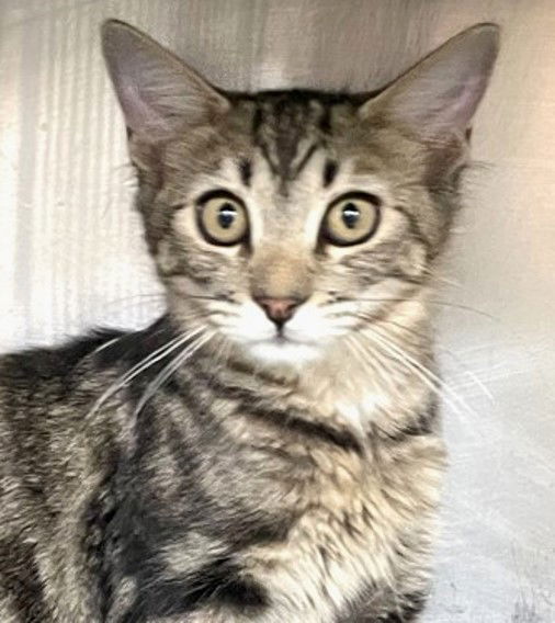 adoptable Cat in Carrollton, GA named Meowth