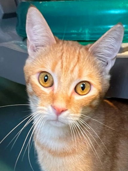 adoptable Cat in Carrollton, GA named Akhil Sheoran