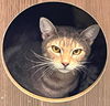 adoptable Cat in  named Morelle McCane