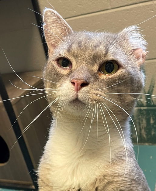 adoptable Cat in Carrollton, GA named Jimmer