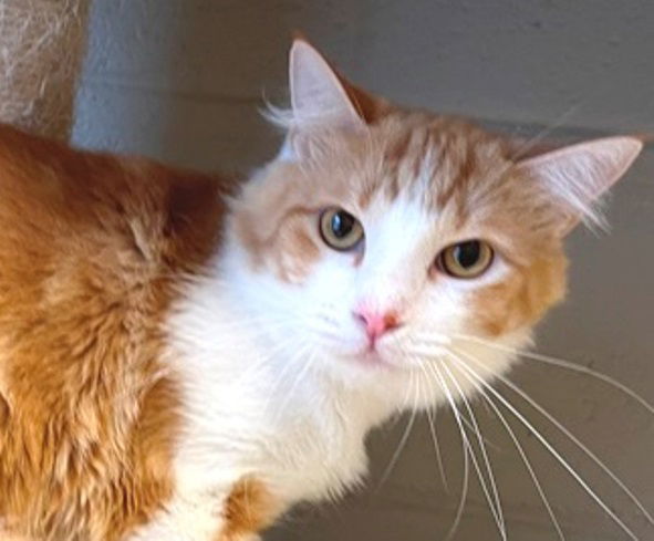 adoptable Cat in Carrollton, GA named Fred Richard