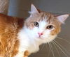 adoptable Cat in  named Fred Richard