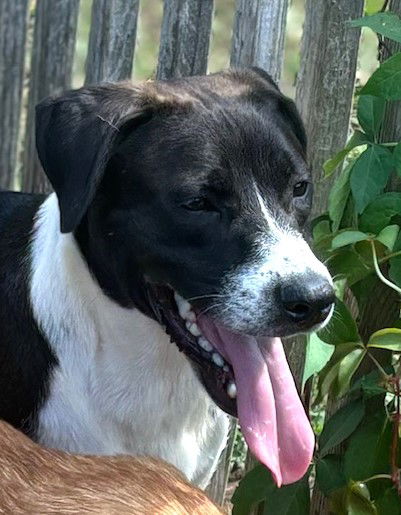 adoptable Dog in Carrollton, GA named Skipper