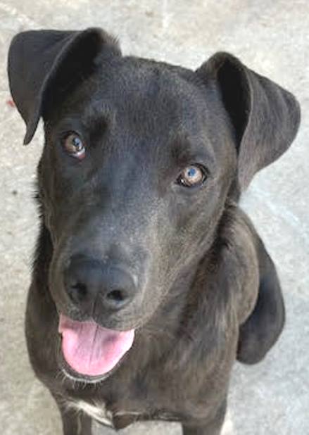 adoptable Dog in Carrollton, GA named Ace