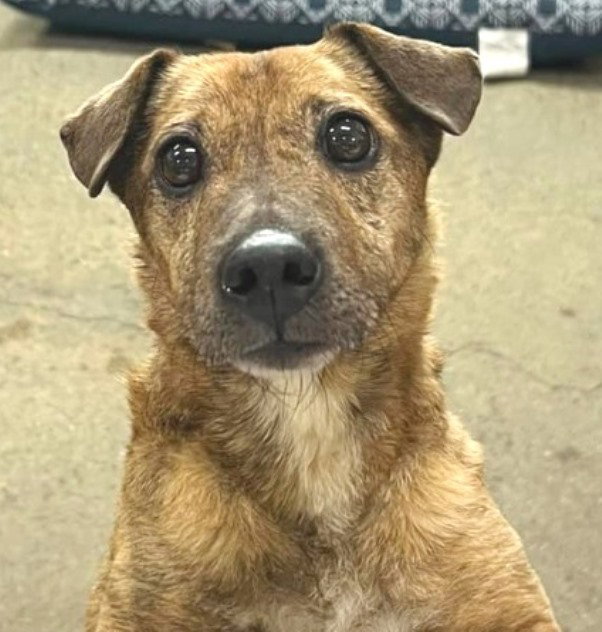 Dog for Adoption Joey, a Dachshund in Anniston, AL Alpha Paw