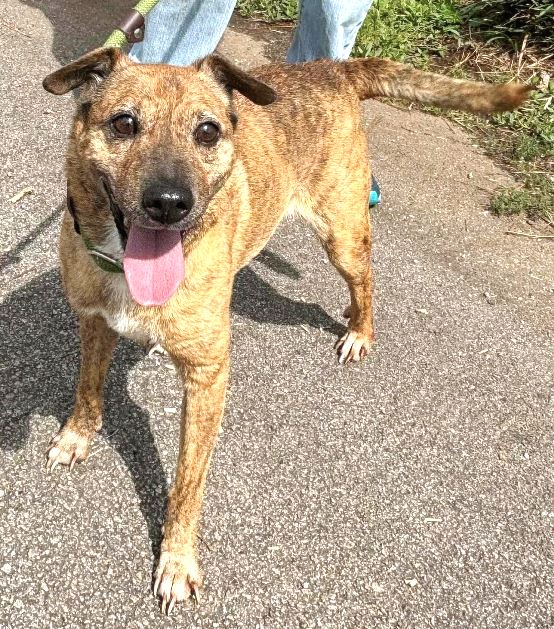 Dog for Adoption Joey, a Dachshund in Anniston, AL Alpha Paw