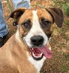 adoptable Dog in carrollton, GA named Mario