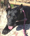 adoptable Dog in carrollton, GA named Itsa
