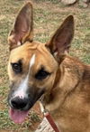 adoptable Dog in carrollton, GA named Tamera