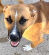 adoptable Dog in carrollton, GA named Tia