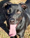 adoptable Dog in carrollton, GA named Ruby