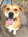 adoptable Dog in carrollton, GA named Rachel