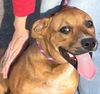 adoptable Dog in carrollton, GA named Sugar