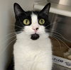 adoptable Cat in carrollton, GA named Whiskey