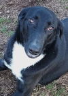 adoptable Dog in carrollton, GA named Kendall