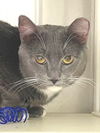 adoptable Cat in carrollton, GA named Markos