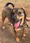 adoptable Dog in  named Chyna