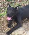 adoptable Dog in carrollton, GA named Scarlet