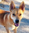 adoptable Dog in carrollton, GA named Suki