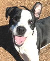 adoptable Dog in carrollton, GA named Aladdin