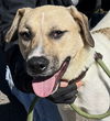 adoptable Dog in carrollton, GA named Nugget