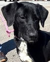 adoptable Dog in carrollton, GA named Hailey