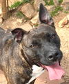 adoptable Dog in carrollton, GA named Reese