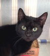 adoptable Cat in carrollton, GA named Alexa