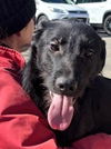 adoptable Dog in carrollton, GA named Calvin