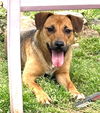 adoptable Dog in carrollton, GA named Vee