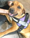adoptable Dog in carrollton, GA named King