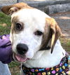 adoptable Dog in carrollton, GA named Tango