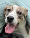 adoptable Dog in carrollton, GA named Thor