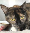 adoptable Cat in carrollton, GA named Wynn