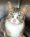 adoptable Cat in carrollton, GA named Brownie