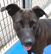 adoptable Dog in carrollton, GA named Merry