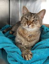 adoptable Cat in carrollton, GA named Averil