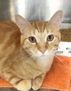 adoptable Cat in carrollton, GA named Joaquin