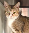 adoptable Cat in carrollton, GA named Tinkerbell