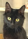 adoptable Cat in carrollton, GA named Helga