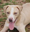 adoptable Dog in carrollton, GA named Raven