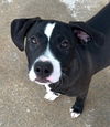 adoptable Dog in carrollton, GA named Prancer